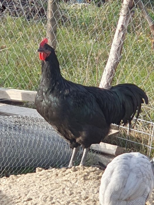 Cocosi Austrolop negru