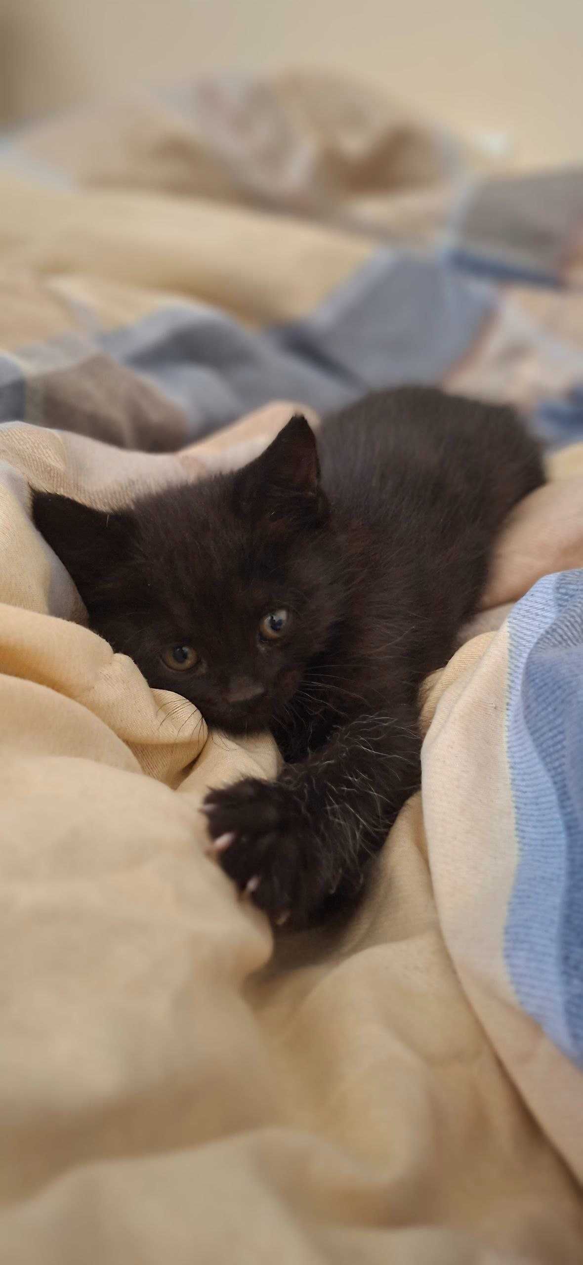 Котенок в добрые руки