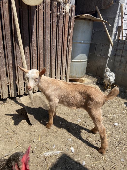 Iezi alpin francez si saneen