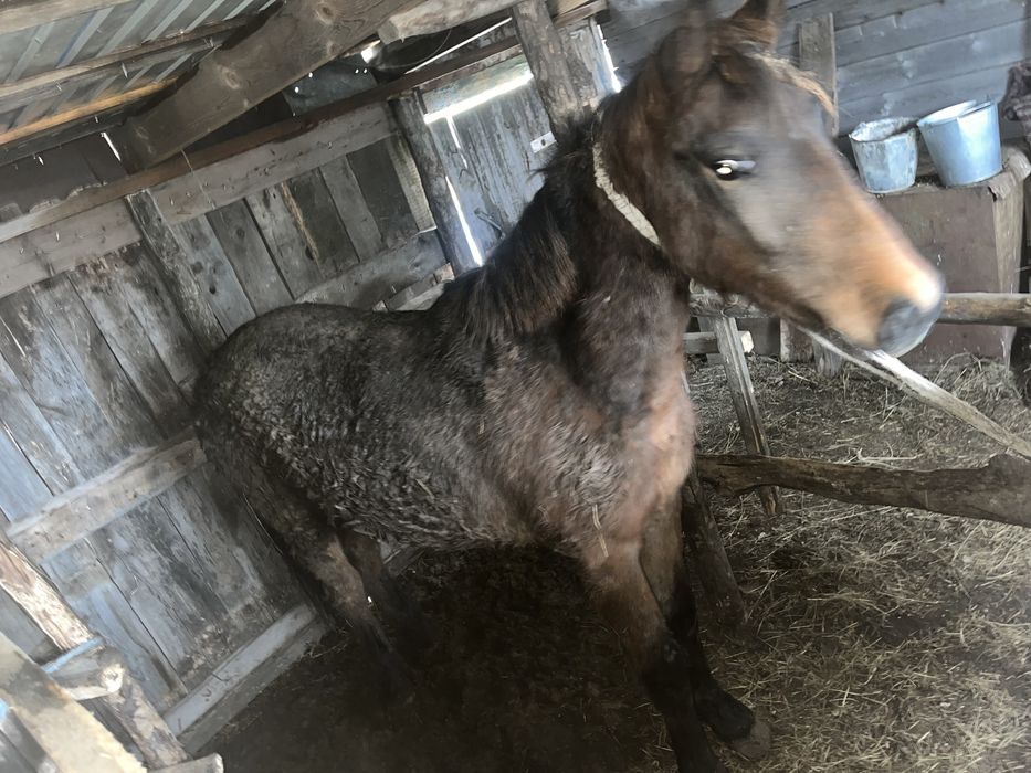 Продам 3 Лошадки