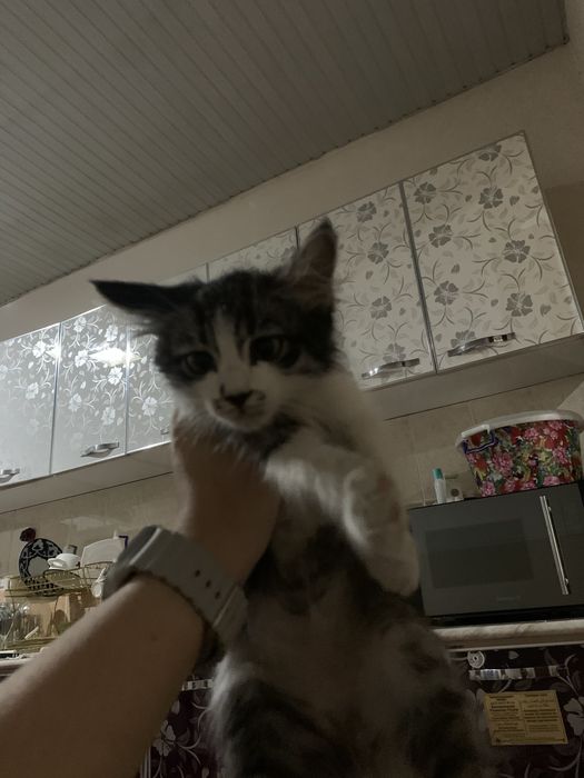 продам абиссинскую кошку