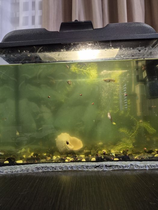 Продам аквариум с рыбками