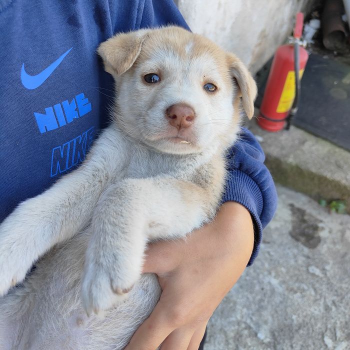 Cățeluși pentru adopție