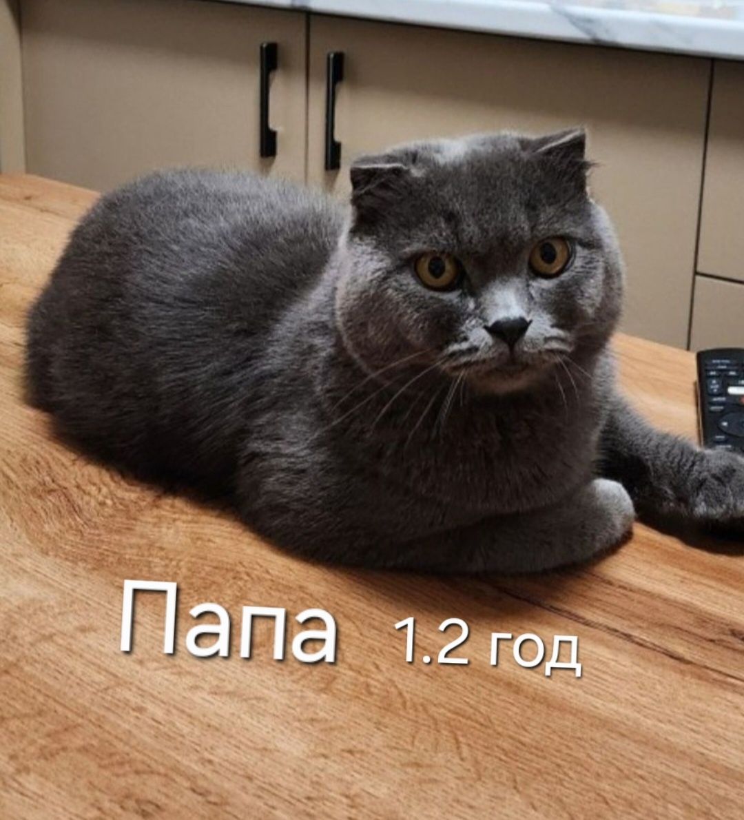 Всё продаётся чистокровный пародии