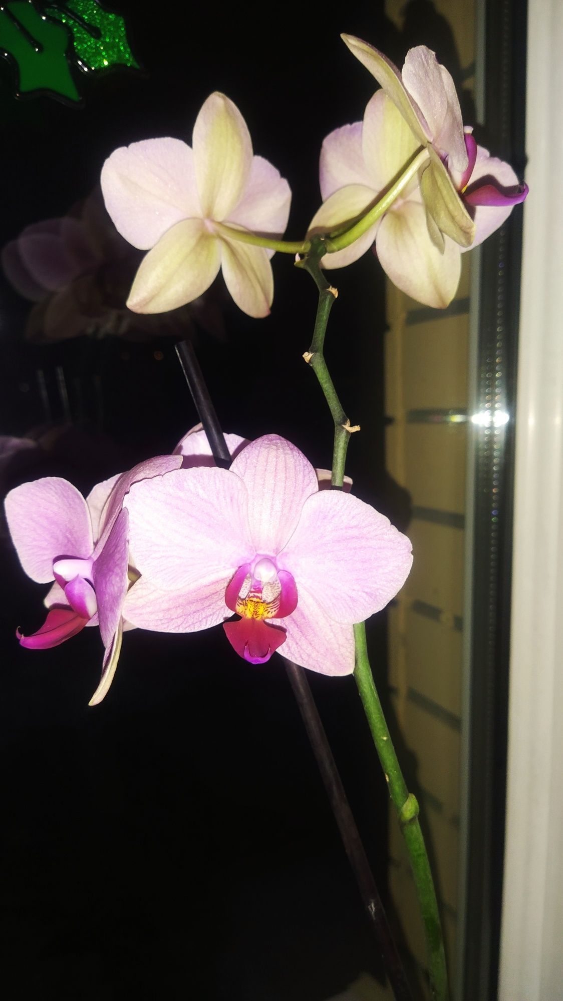Орхидеи  фаленопсис продам