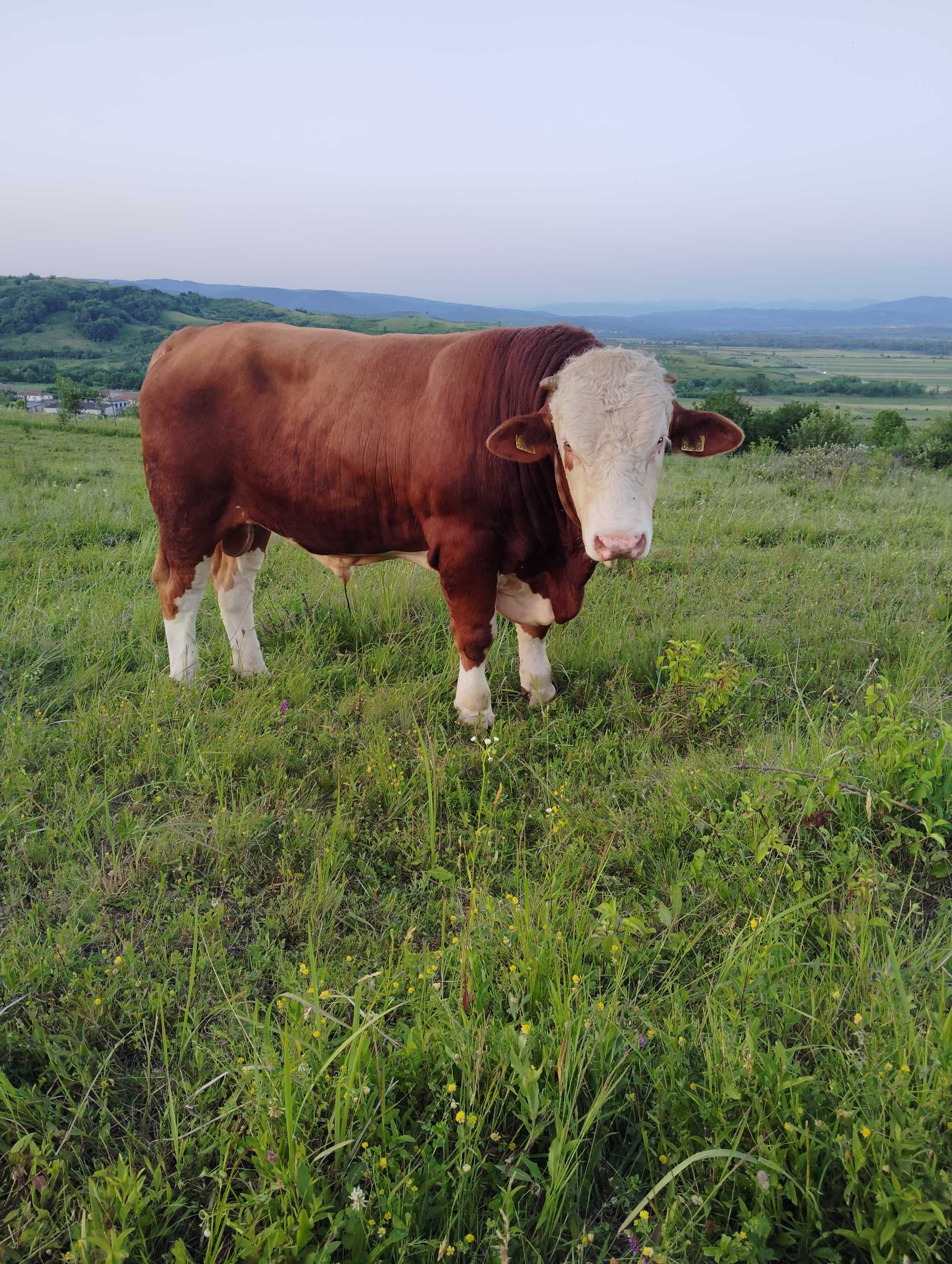 Taur de vânzare Balțata Românească