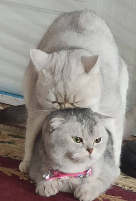 Vyazkaga brtan serbrsty shinshilla n11