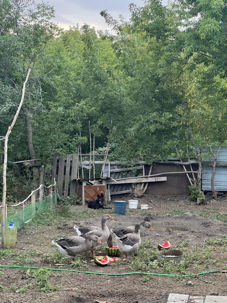 Продам дачу, Дача сатам