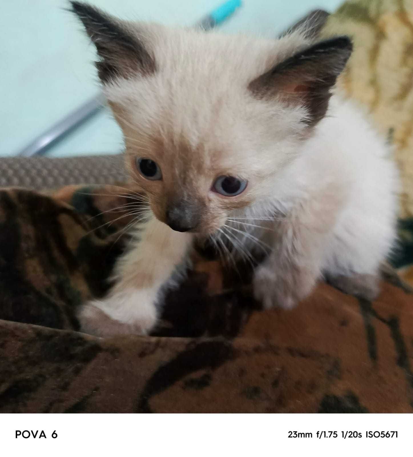 Отдам котят 2 месяца