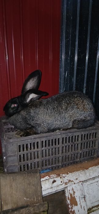 Vand   uriași german mascul si femela