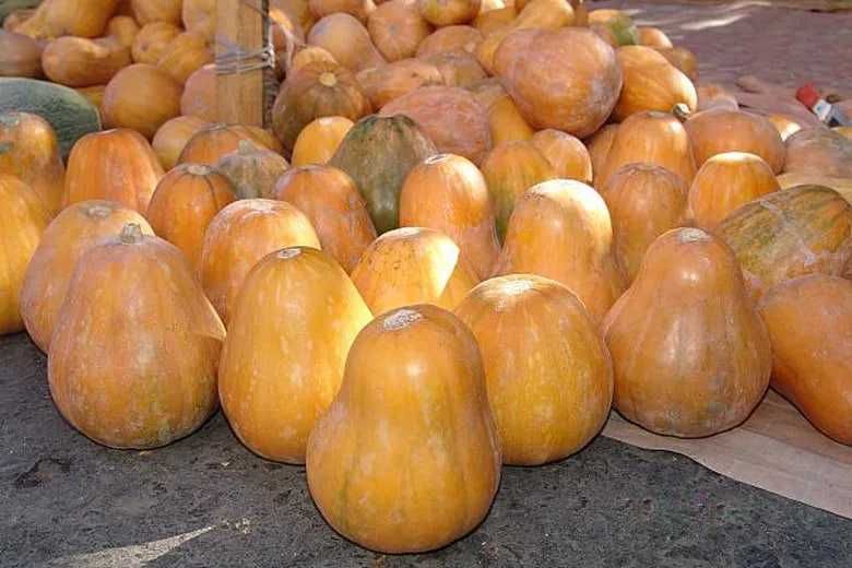 oshqavoq Kadi Samarqanda 3000 so'm molga va quyga 1500 so'm