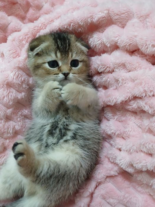 Продаю котёнка девачка