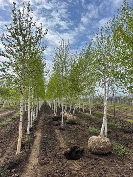 Gama Foioase Premium: Tei, Carpen, Platan | Livrare Personală