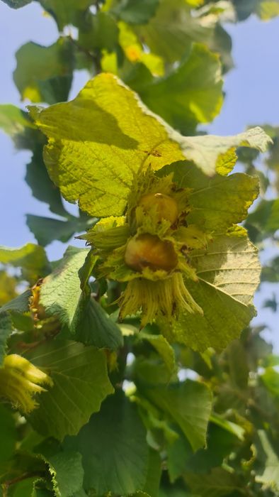 Vând alune de pădure de anul acesta