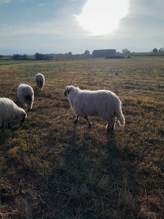 De vanzare un berbec de carne de un an