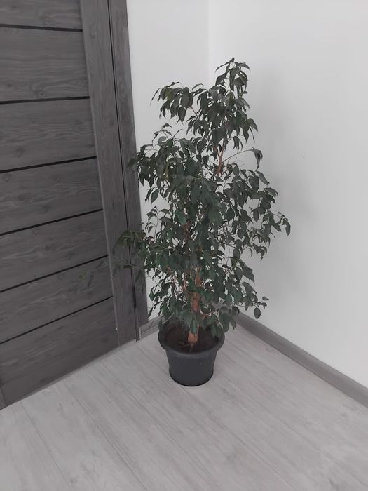 Комнатное растение