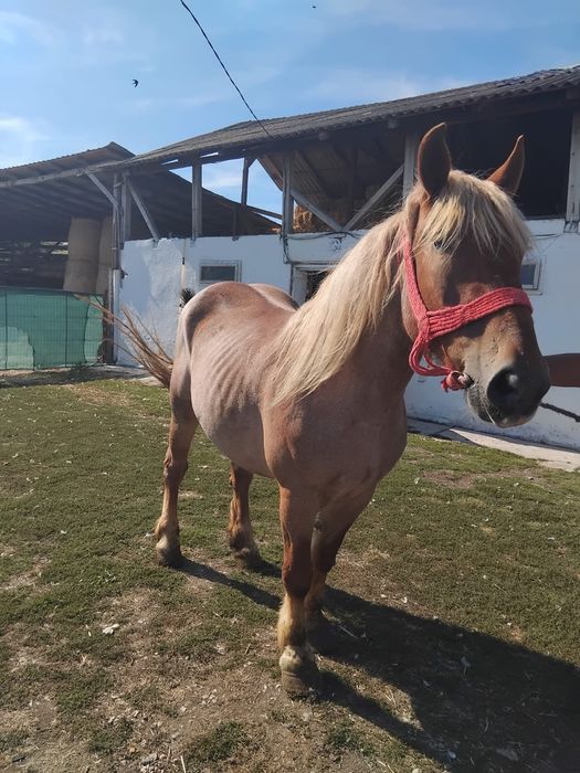 Iapa Gestanta mânza