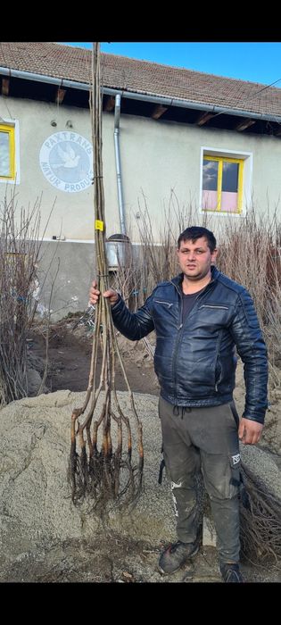 Aluni.Nuci chandler altoi.Prun.Aluni.Mar.Cires.Aronia.Coacaz.Par.Tei.