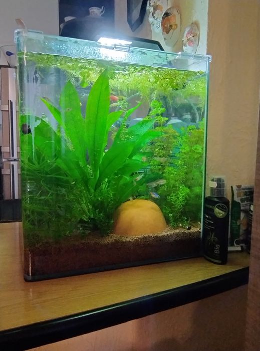 Аквариум за риби