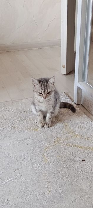 Мушук хадя килинади угил бола 2 ойлик лоток +5