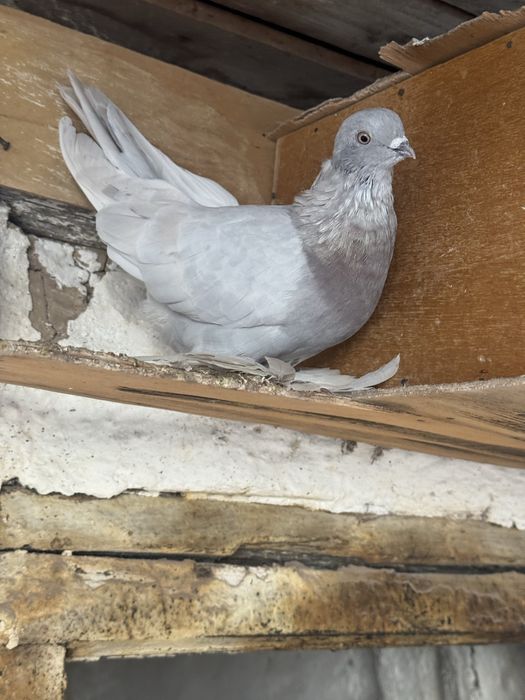 Продам голубей оптом