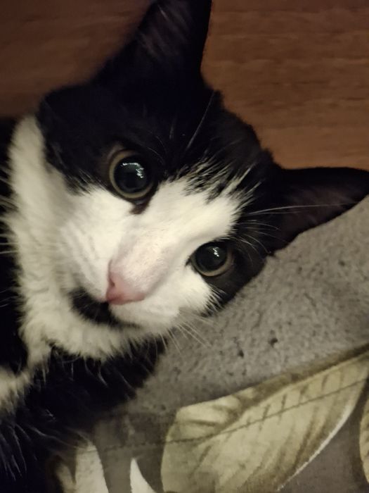 отдам котёнка в добрые руки