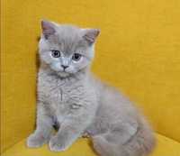 British shorthair Lilac fetiță