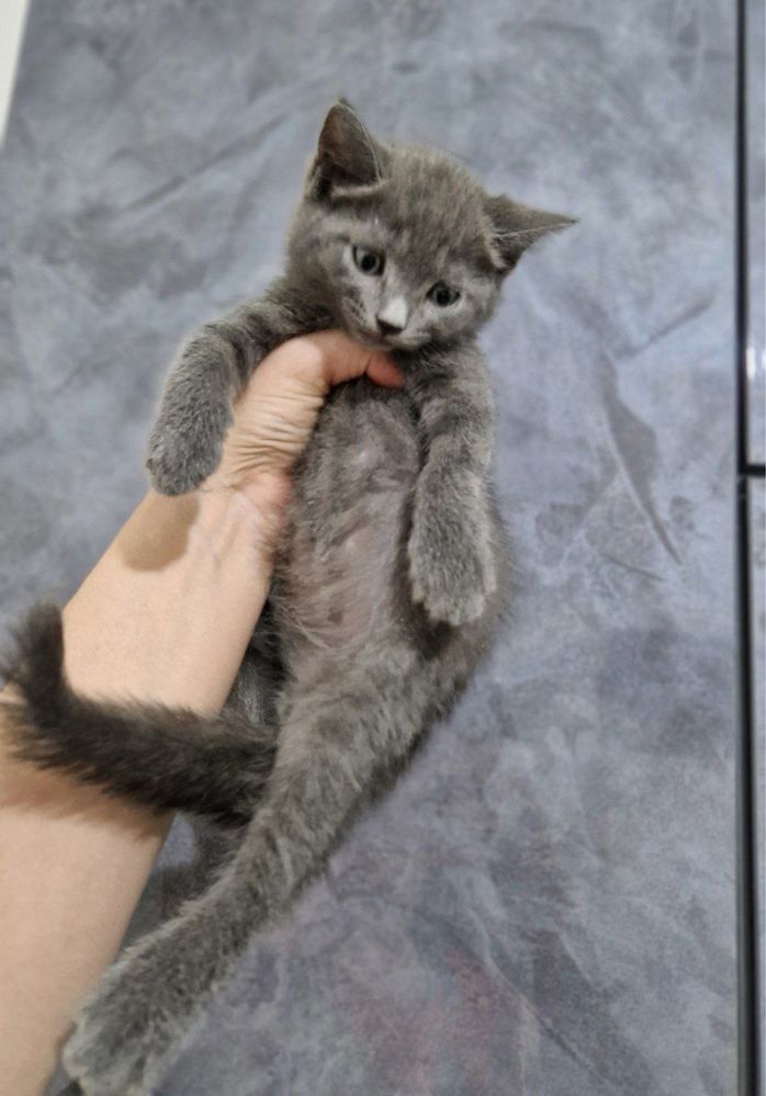Мушук котенок.