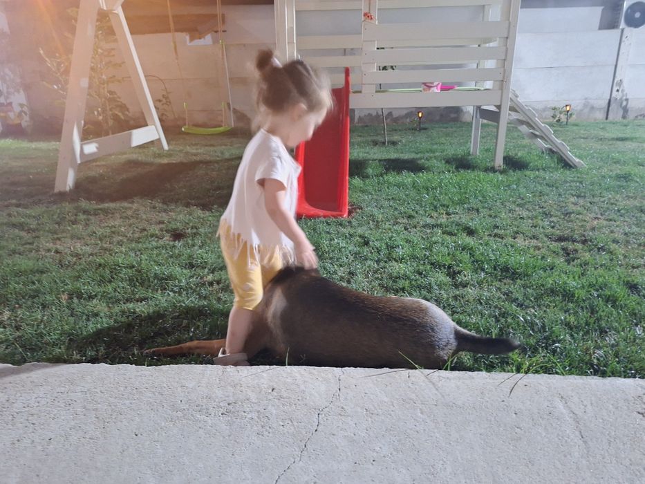 Donez caine - femela