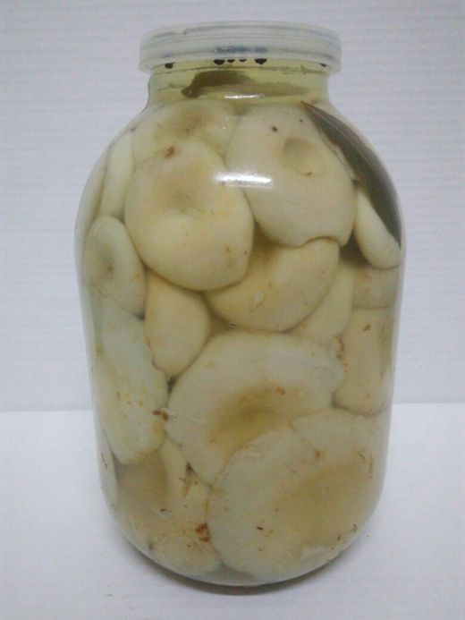 Грузди грибы местные