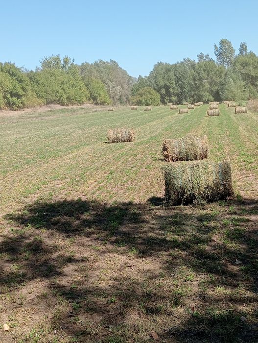 Balotii de lucerna de vânzare 60 balotul