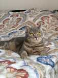 Pet sitter Sibiu