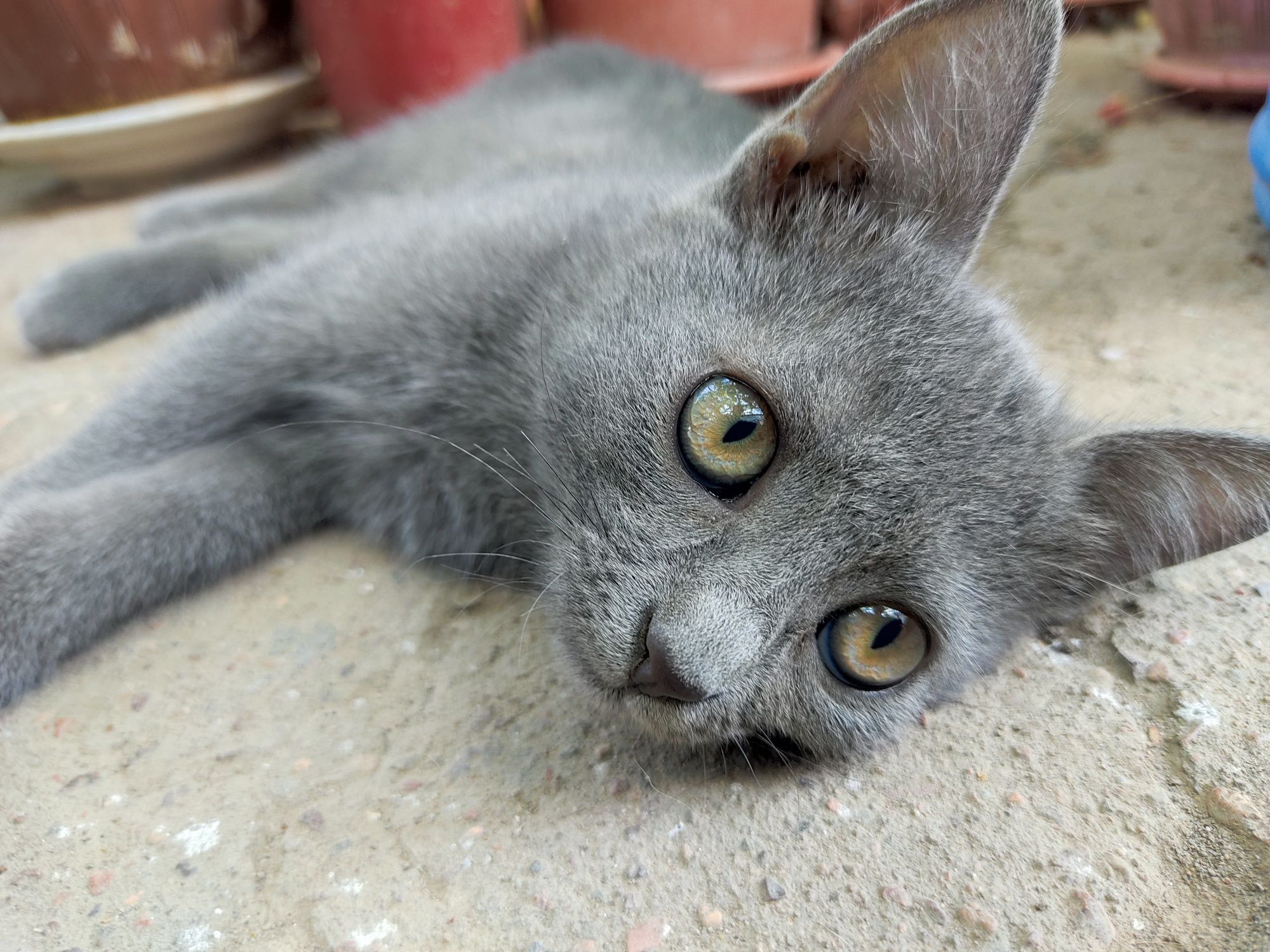 Отдам котят в хорошие руки