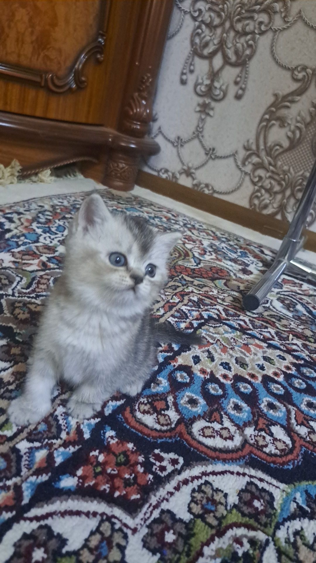 Продается котята скотиш страйт