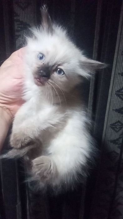 Сиамские котята.