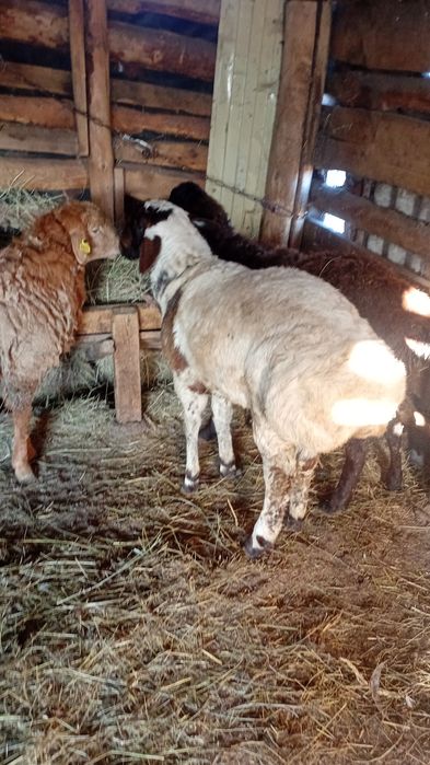 Караоке бас кошкарчик майский