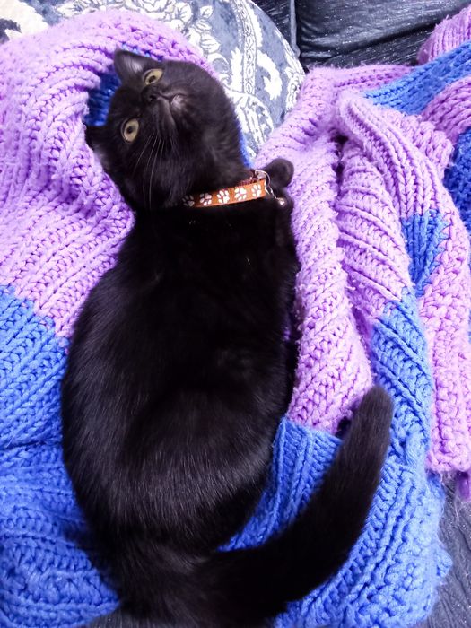 Отдам даром котенка