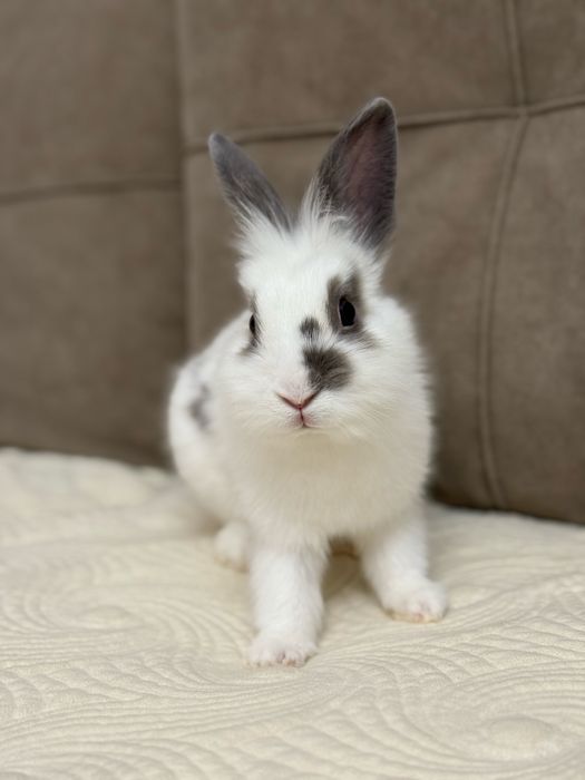 Отдам даром декоративного кролика