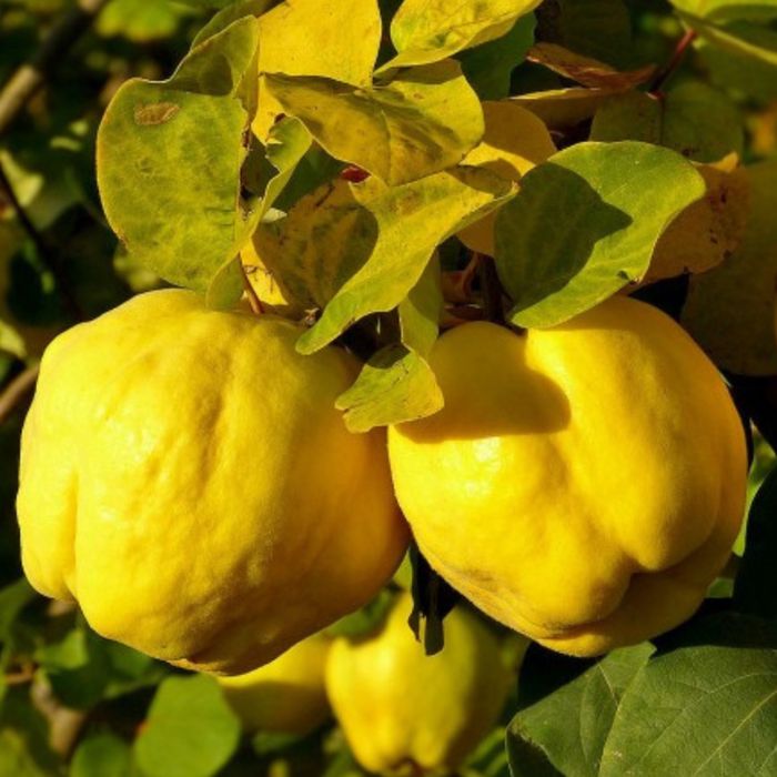 Gutui Bereczki de vanzare