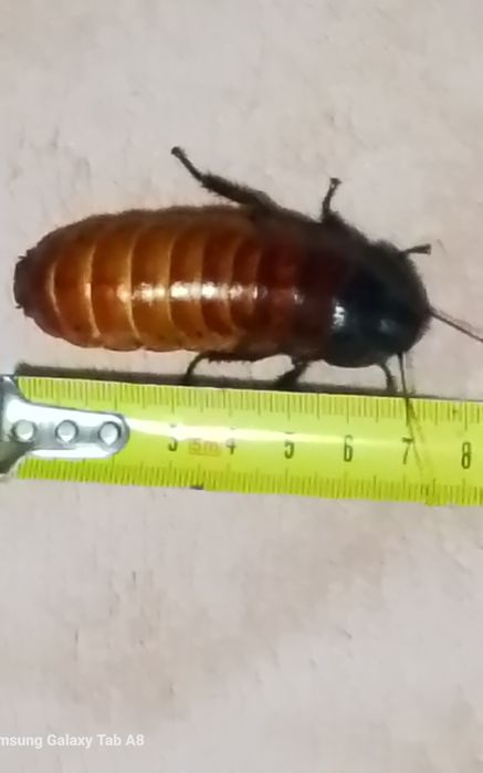 vierm de faina Superworms  și Gândaci Dubia