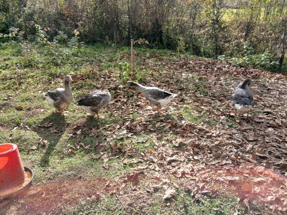 Boboci gasca 4 luni  Landes