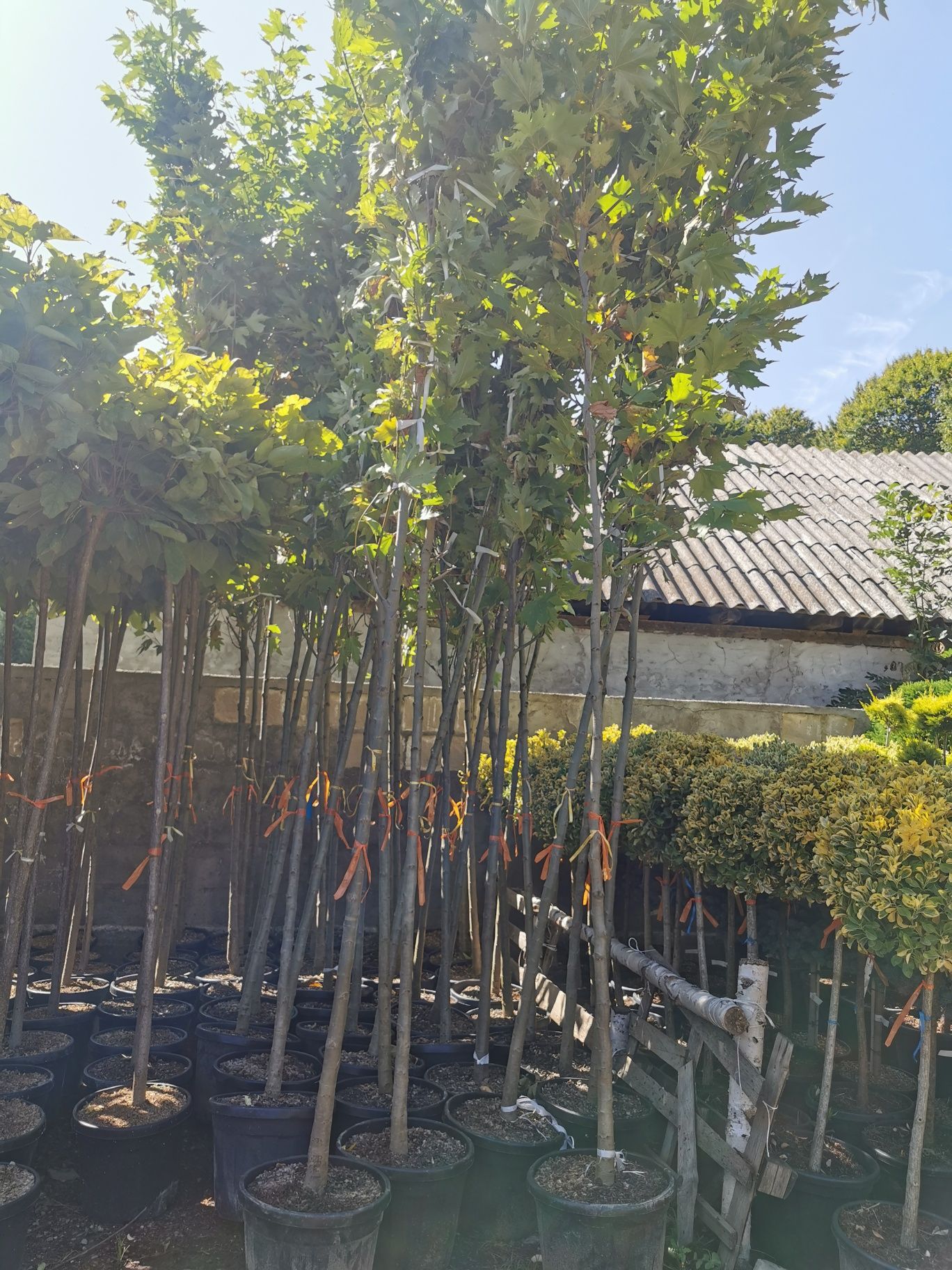 Vând platan acerifolia 5m