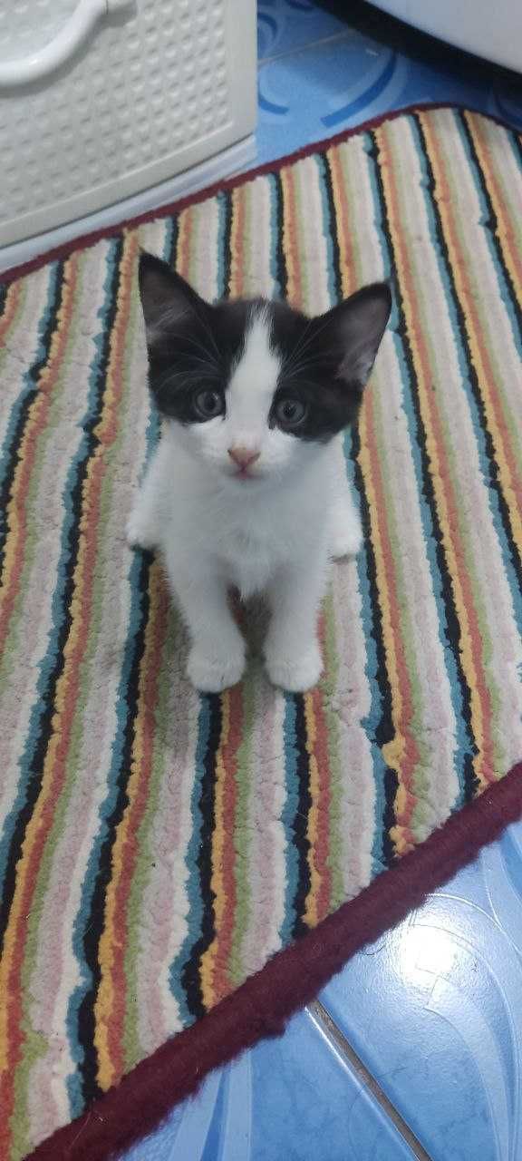 Котята, домашние красивые котята.