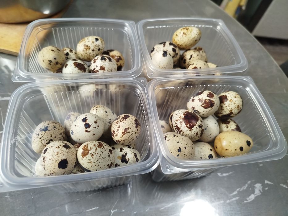 Продам перепелиные яйцо