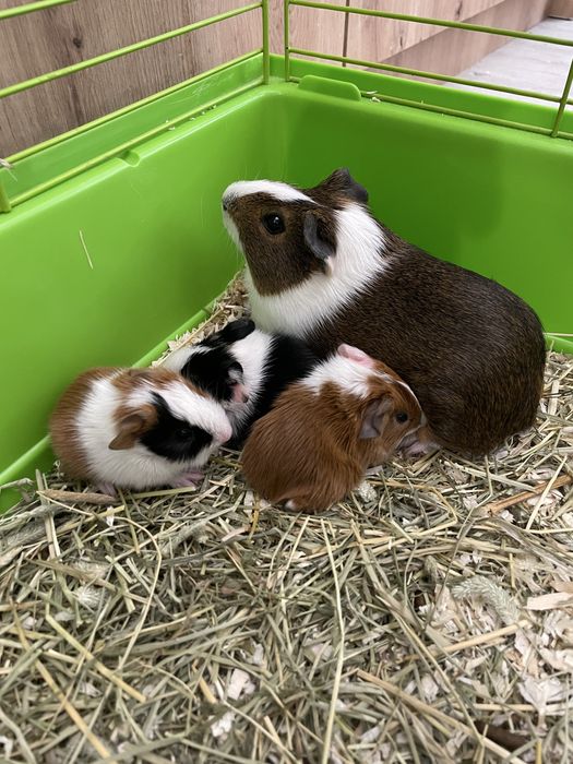 Porcușori de guinea