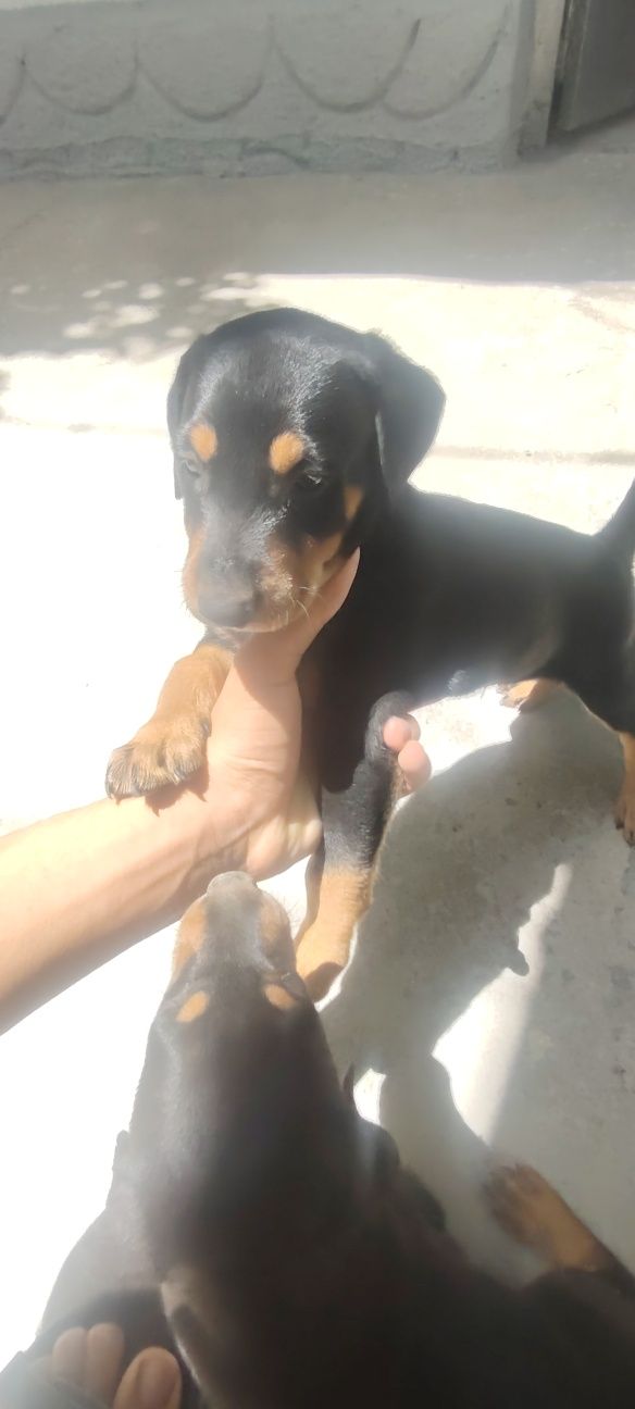 Doberman gold rangidan ham bor