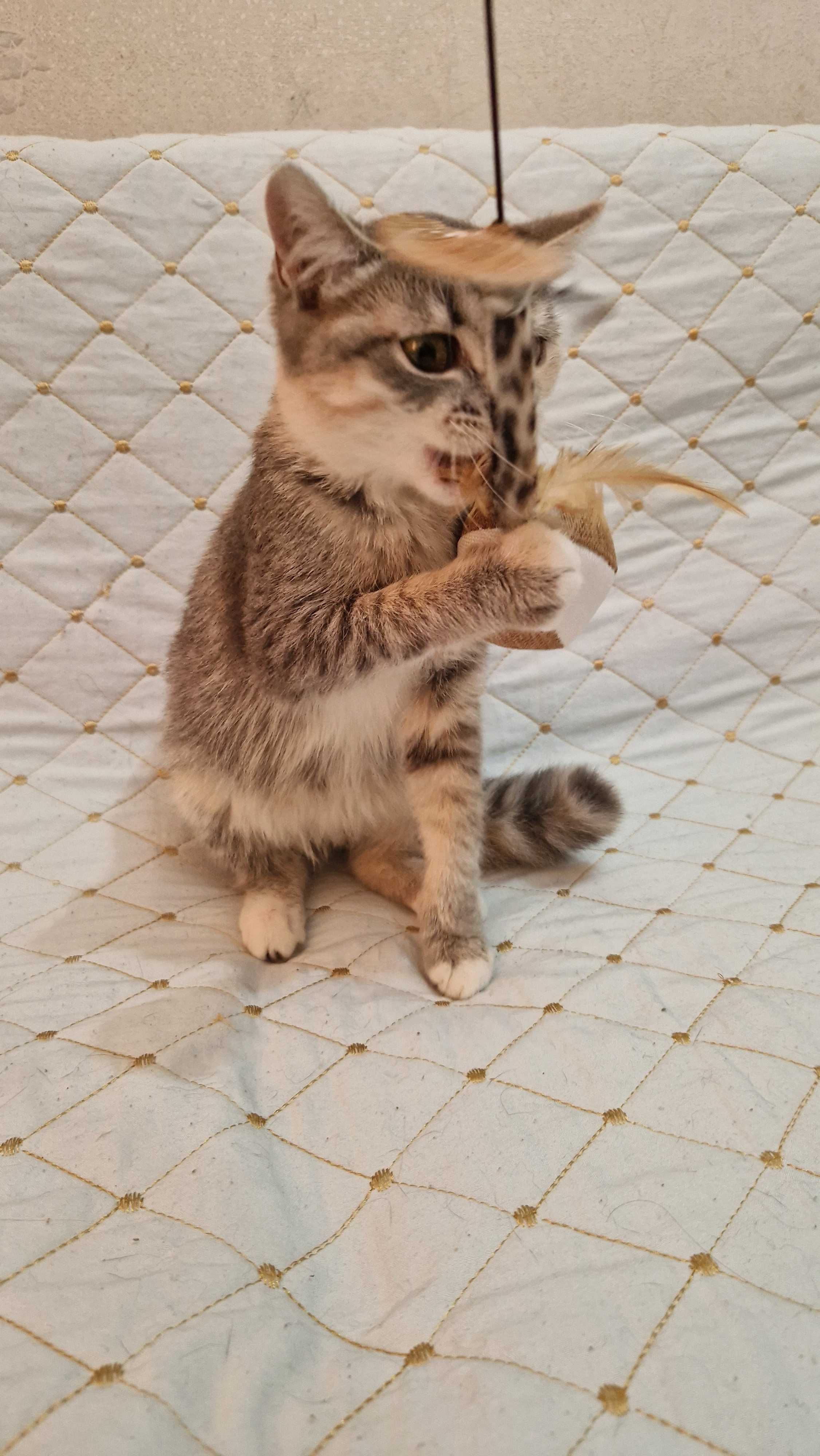 Котёнок-девочка Юся ищет дом и надёжных хозяев