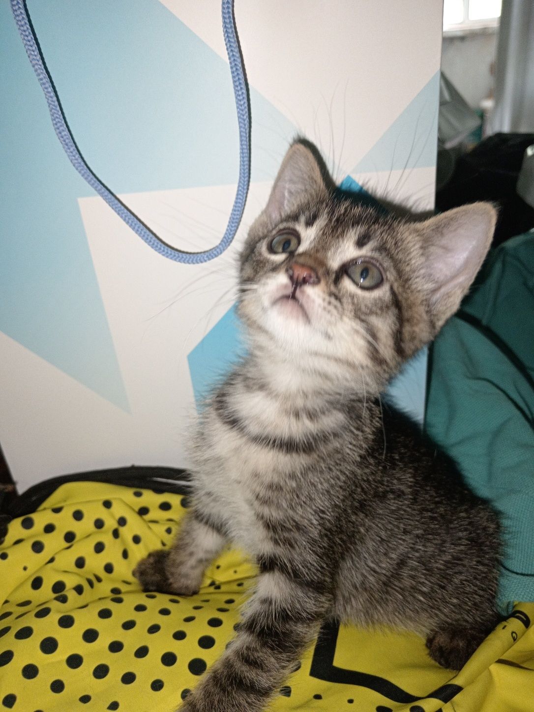 Котенок 1.5 месяца, домашний, девочка продаётся
