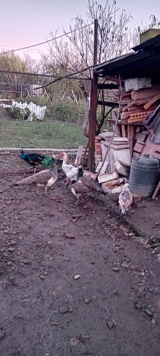 Vând Păuni  Comuni