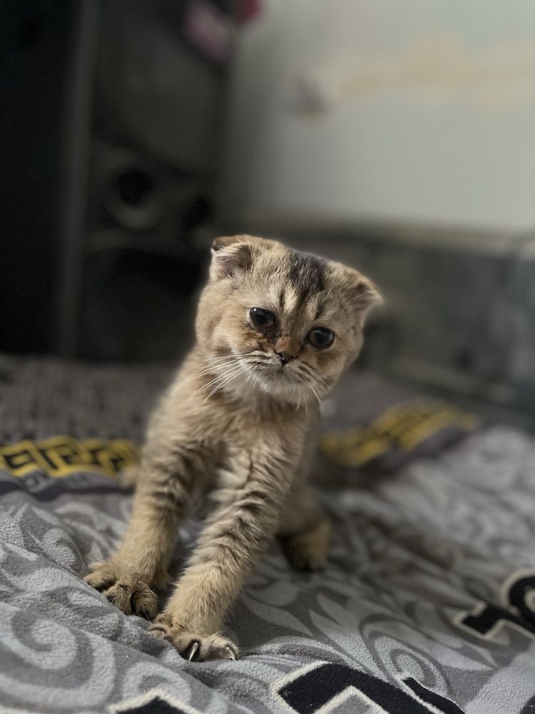 Продам котенка породы шиншила